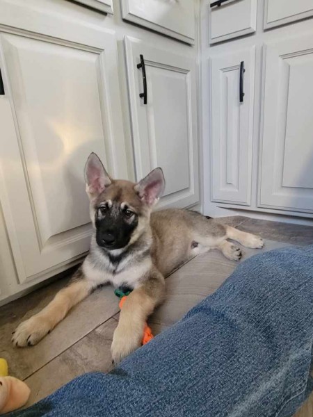 Ruger.jpg