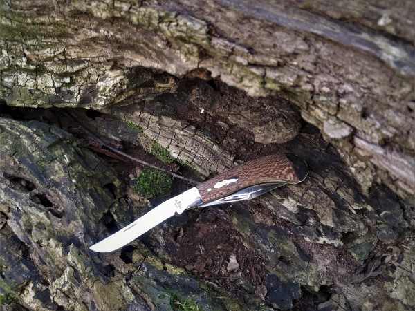 Brown Sycamore Saddlehorn trail shot.jpg