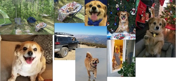 LuckyDog.jpg