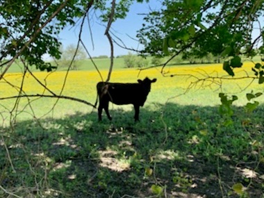 Unknown yellow flowers (and a calf)
