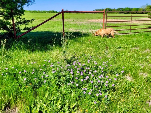 Prairie verbena