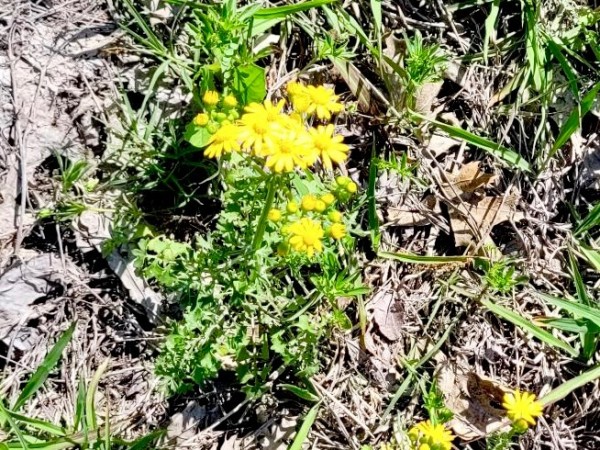Mystery flower???