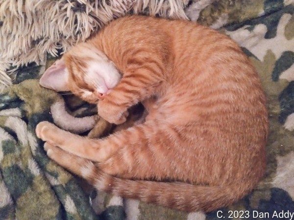 Sleepy Harald.jpg