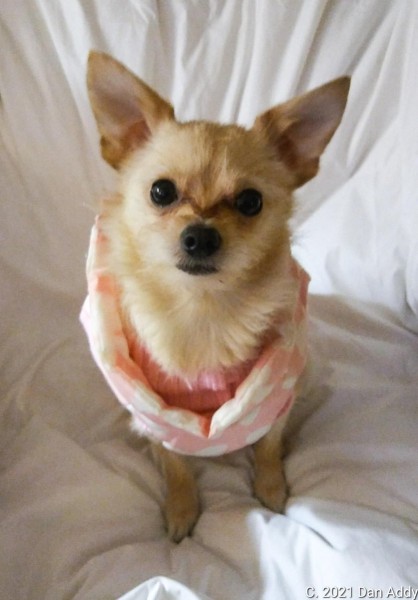 Beijing The Chorkie.jpg