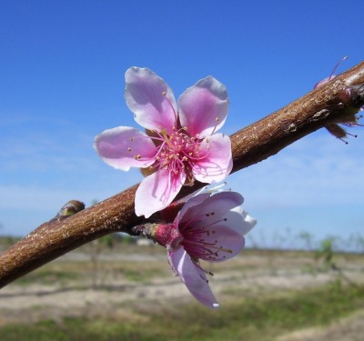 Peach Blossoms.jpg