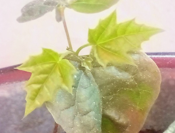 IMG_20230606_155830_441~2.jpg