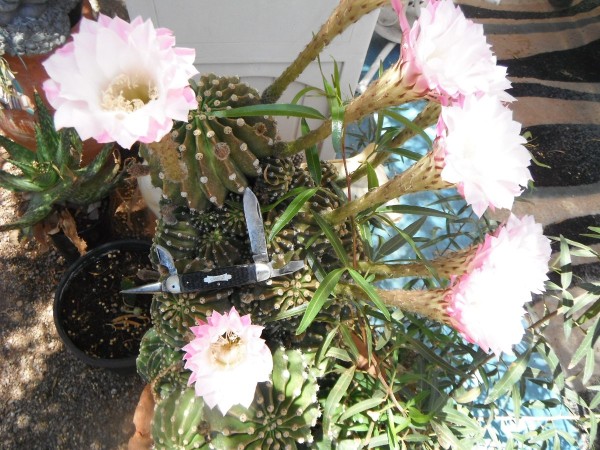 DSCF2502.JPG