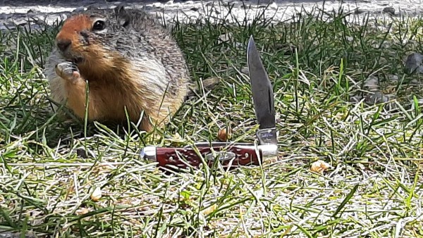 Columbian ground squirrel