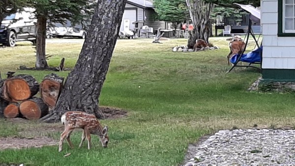 Twin fawns and mom.