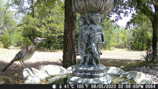 Road Runner 1.JPG