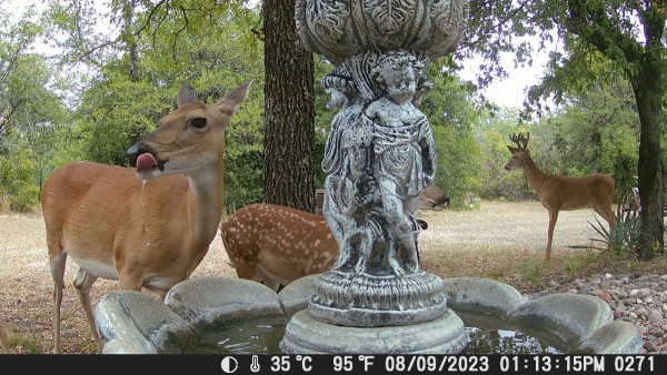 Buck Doe and fawn 2.JPG