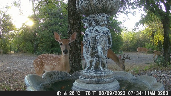 Buck Doe and fawn.JPG