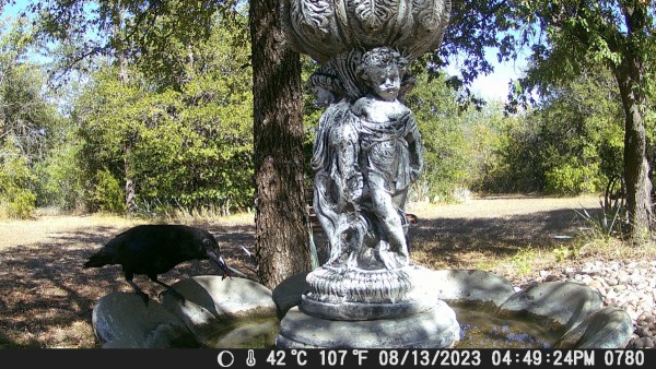 Crow washing his food.JPG