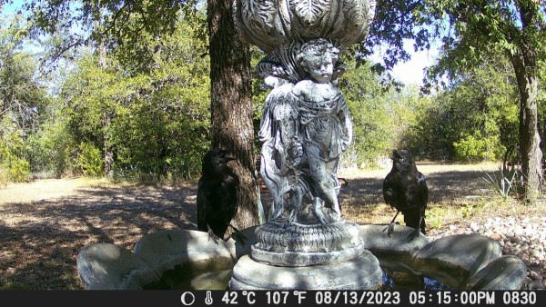 Crows.JPG