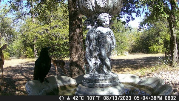 Deer waiting on crow to leave.JPG