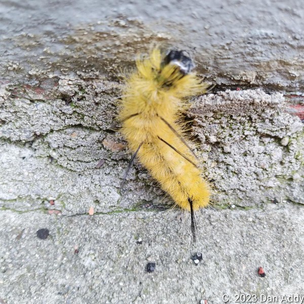 Caterpillar.jpg