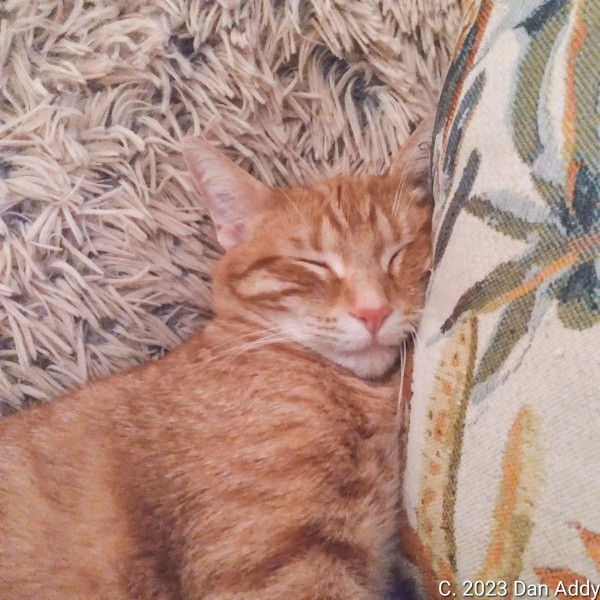 Sleepy Harald.jpg
