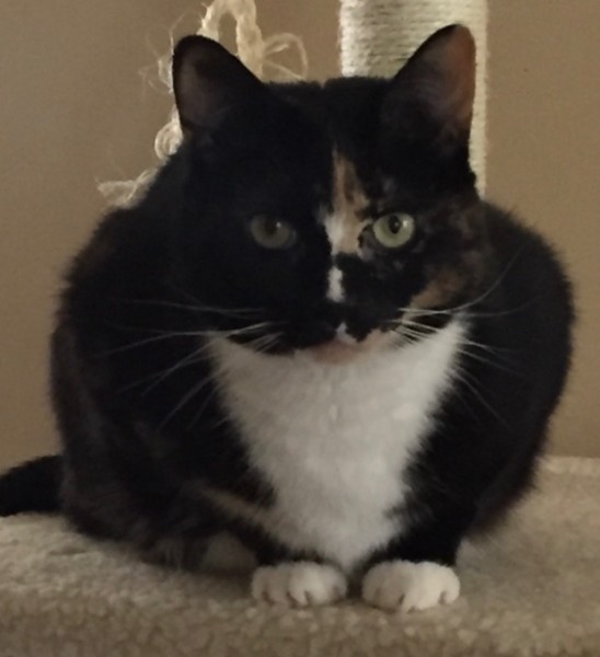 Shelly- Found her on street as a very small kitten about 10 years ago.  With me ever since.