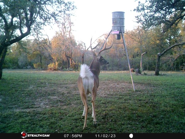 Buck 1.jpg