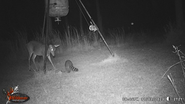 Probably another dispute going on in this picture.