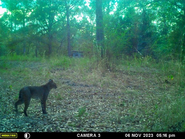 There has been an overabundance of cottontail rabbits this summer. This critter has probably helped thin them out.