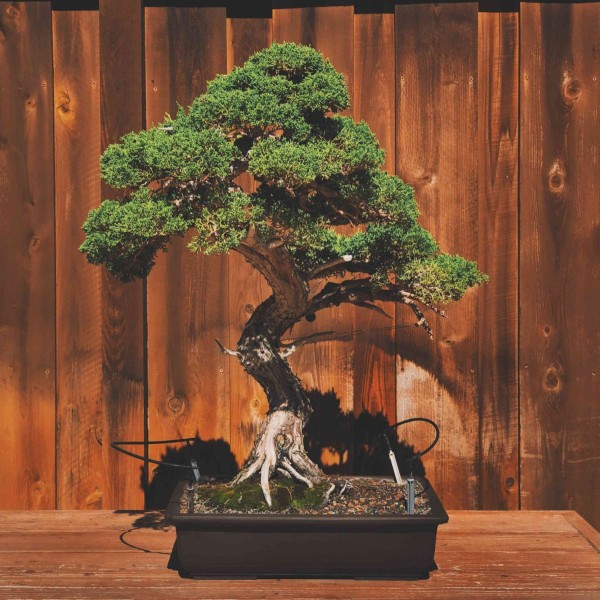 Bonsai-Juniper-Tree_GettyImages-1191078639-c86fffdd513648b6b2ee0d658710bc7d.jpg
