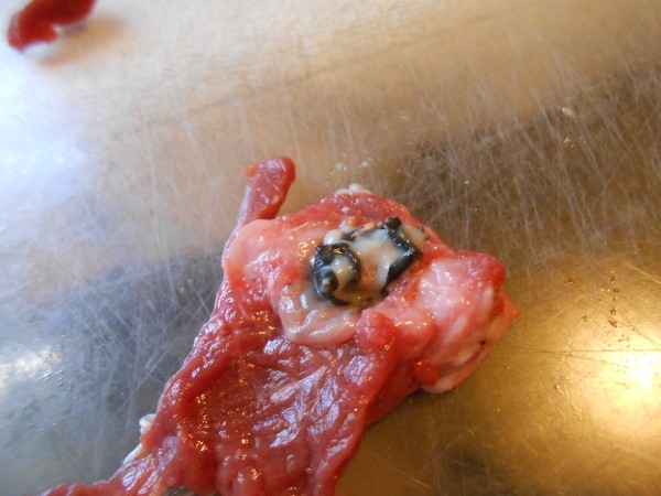 005.JPG (216.33 KiB) Viewed 1941 times Bullet encased in what I would describe as gristle. Surrounding area had a totally different texture than normal.