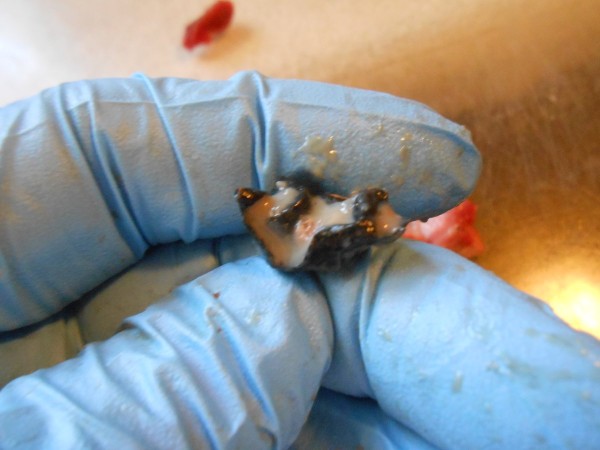 This proves the toughness of a deer able to survive such an injury and still carry the evidence.
