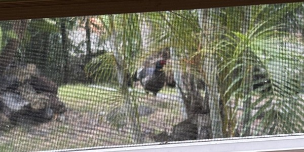 Kalij Pheasant Cock.jpg