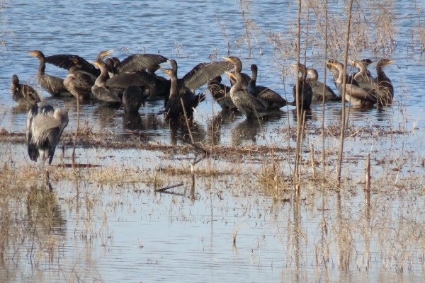 Double-crested Cormorants