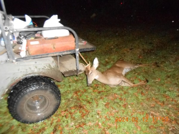 Monday afternoon, 3pt .243 Floated him to the house behind the cart, the woods are wet. This little guy was chasing two does around the pines beyond the oat patch.