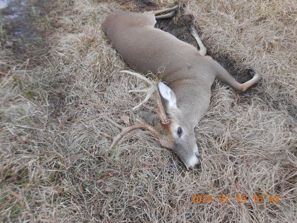002.JPG (456.09 KiB) Viewed 1518 times 4:30 this afternoon, 2/15, this 8 point came out alone, .243 to the rescue.