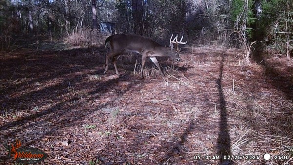 Here he is, within sight of the shooting house while I was at home drinkin' coffee and getting ready for church.