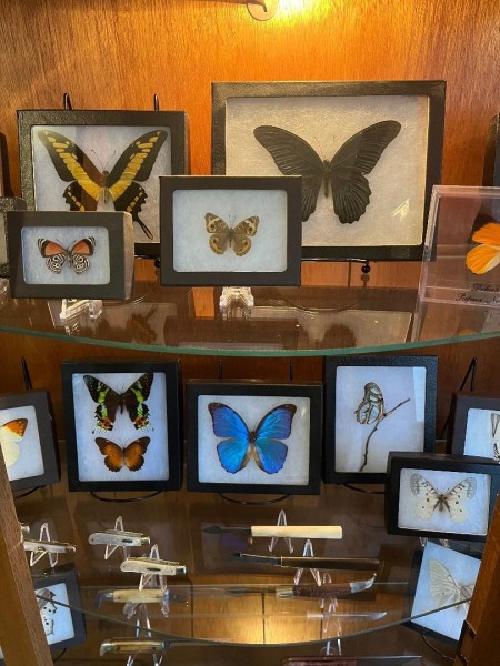butterflies.jpg