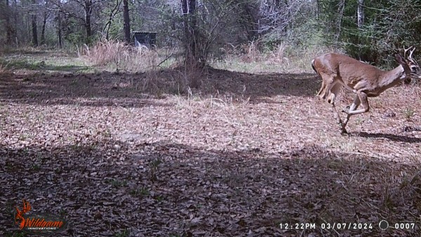 The small 4-point I saw on the last day of M/L season.