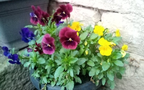 IMG_20240324_064659_380.jpg