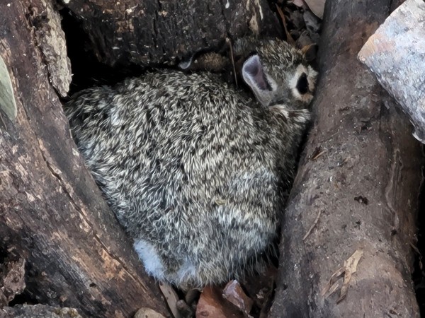 Cotton Tail
