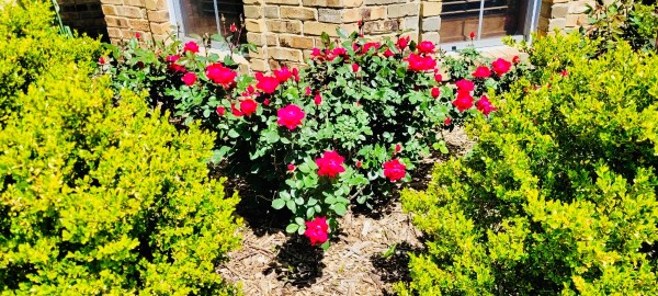 Roses
