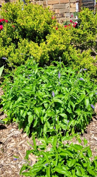 Blue salvia