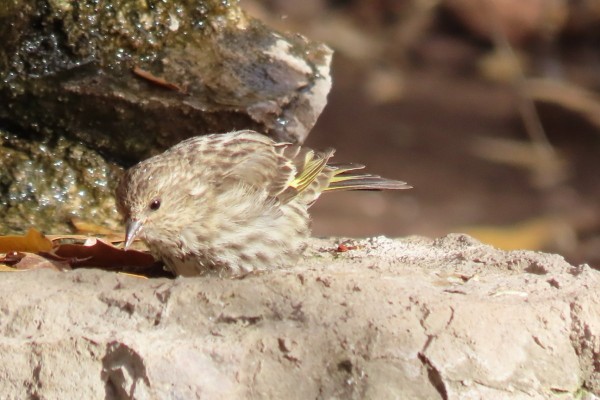 Pine Siskin