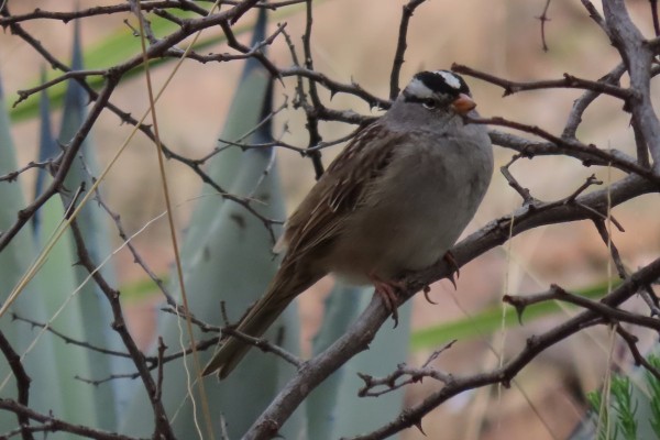 White-crowned Sparrow