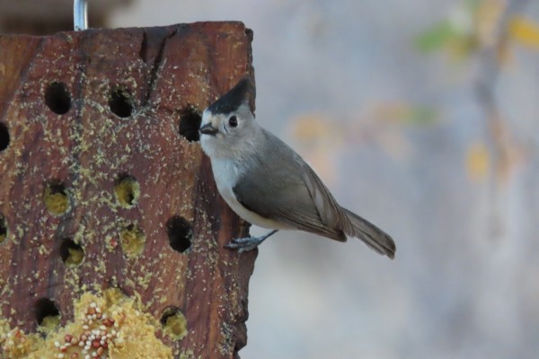 Black-crested Titmouse