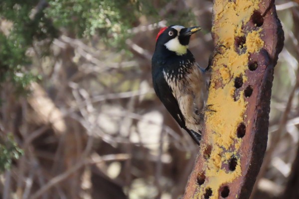 Acorn Woodpecker