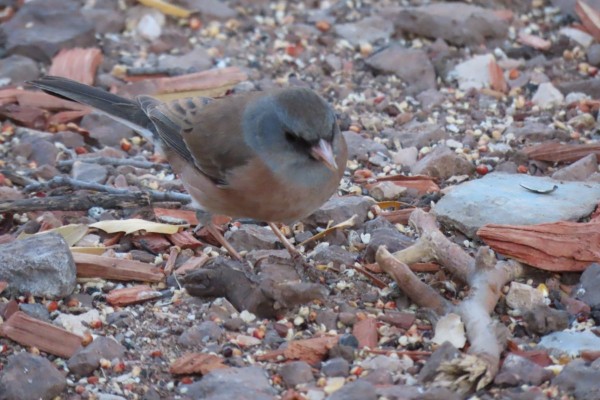 Junco