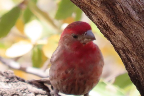 House Finch