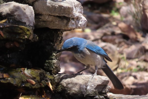 Woodhouse's Scrub-Jay