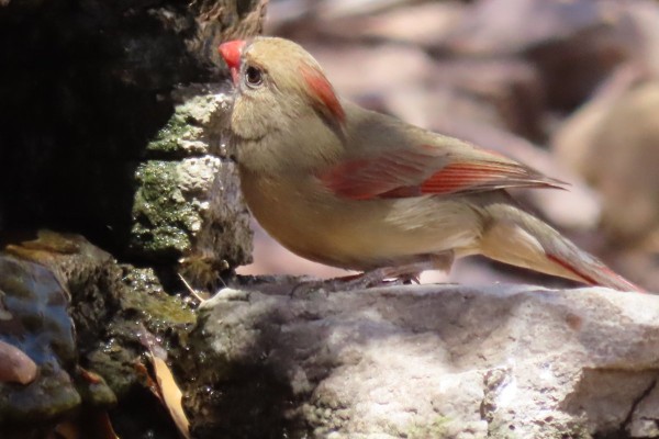 Mrs. Cardinal