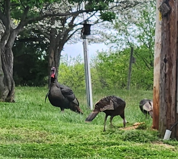 1000004947.jpg