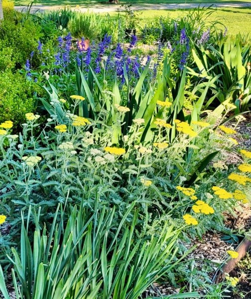 Yarrow, blue salvia