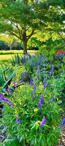 Blue salvia